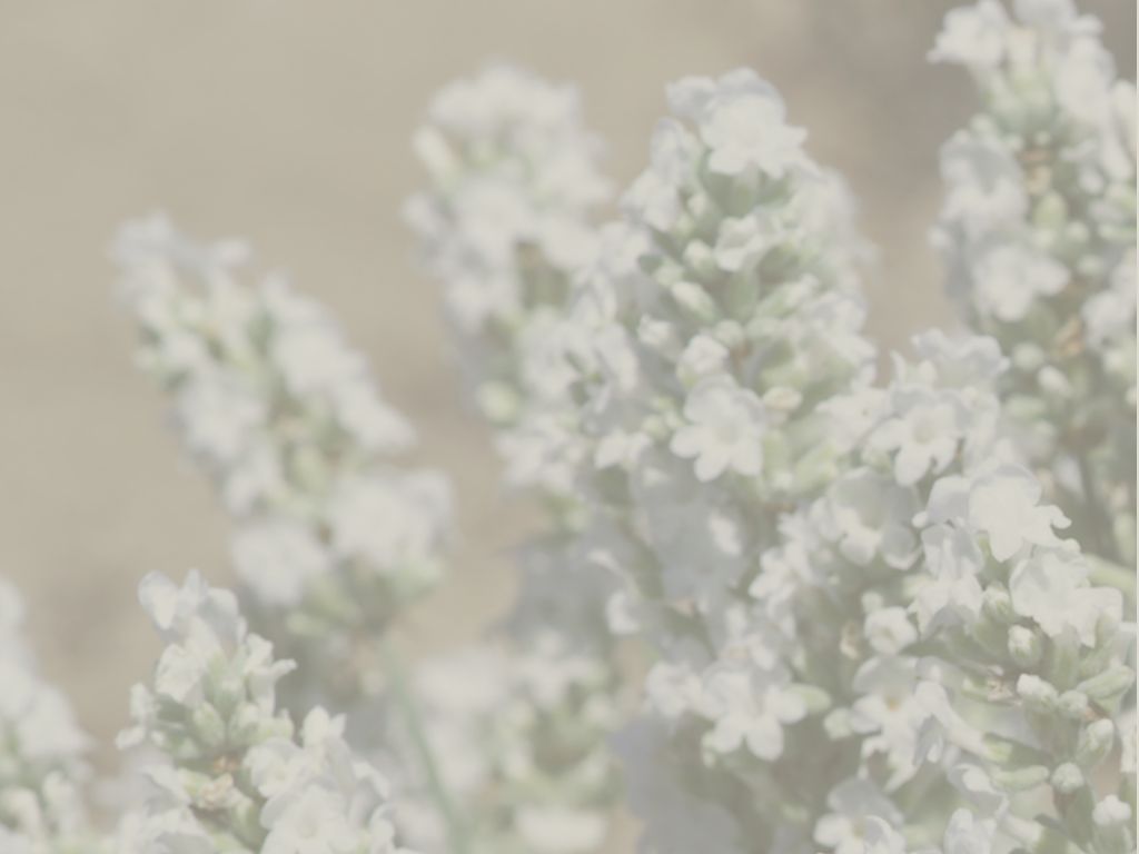 Legal Insights White Lavender